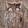 EULE RUSTIKAL Waldtiere Vögel Tierbild auf Holz Leinwand Kunstdruck Wanddeko Baum Borke Landhausstil Shabby Chic kaufen Bild 6