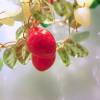 Wald Erdbeeren Häkelcollier Mittsommerkranz mit Jade und Aventurin  ---Neuanfertigung einer ähnlichen Kette auf Wunsch möglich--- Bild 2