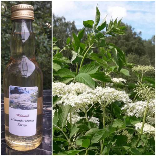 Holunderblüten-Sirup