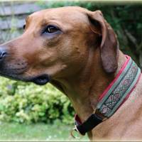 Halsband ORIENTAL mit Zugstopp für deinen Hund, Hundehalsband in verschiedene Farben Bild 4