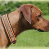Halsband ORIENTAL mit Zugstopp für deinen Hund, Hundehalsband in verschiedene Farben Bild 9