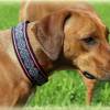 Halsband MEDIVAL mit Zugstopp für deinen Hund, Hundehalsband, Martingale Bild 8