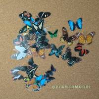 Sticker-Set "Butterfly" 3, 20-teilig Bild 1