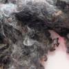 50 Gramm Lammlöckchen vom schwarzen Wensleydale, Spinnen, Filzen, Basteln, Puppenhaar, Weben Bild 3