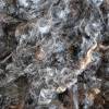 50 Gramm Lammlöckchen vom schwarzen Wensleydale, Spinnen, Filzen, Basteln, Puppenhaar, Weben Bild 6