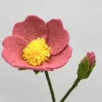 Heckenrose -  Jahreszeitentisch - Blumenkind - Sommer Bild 8