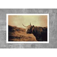 Galloway Rind Schottland Fotografie Fine Art Print 24x34 cm Bild 1