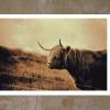 Galloway Rind Schottland Fotografie Fine Art Print 24x34 cm Bild 3