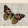 Butterfly No. 5 - Druck auf antiquarischer Buchseite Bild 2
