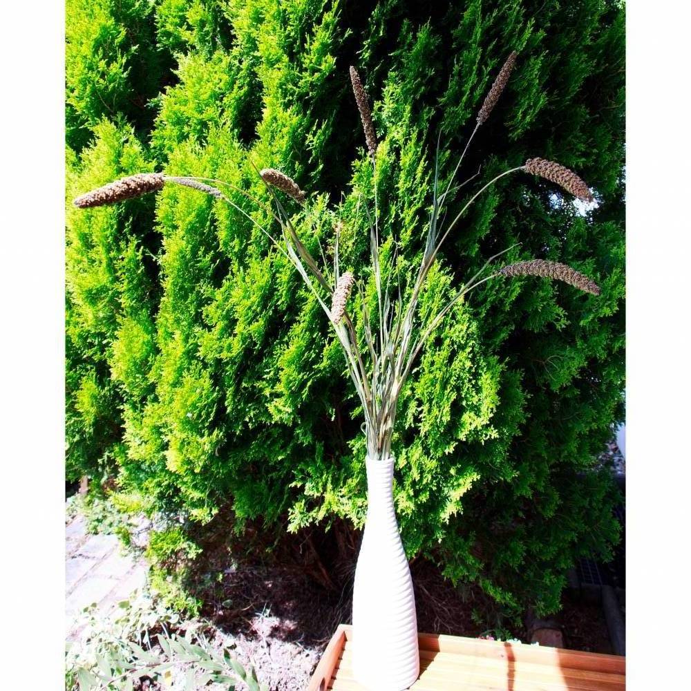 BIO Hirse Getrocknete Gräser für Trockenblumen-Arrangements Bund Länge zwischen 70 und 110cm (DEMETER) Bild 1
