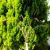 BIO Hirse Getrocknete Gräser für Trockenblumen-Arrangements Bund Länge zwischen 70 und 110cm (DEMETER) Bild 3