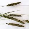 BIO Hirse Getrocknete Gräser für Trockenblumen-Arrangements Bund Länge zwischen 70 und 110cm (DEMETER) Bild 4