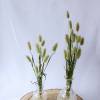 BIO Trockengräser Lagurus/ Samtgrass als Trockenblumen-Arrangement oder als Dekoration für Hochzeitstorten Natur (DEMETER) Bild 2
