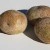 Kartoffel Neue Ernte - handgefilzt aus Wolle vom Schaf Bild 2