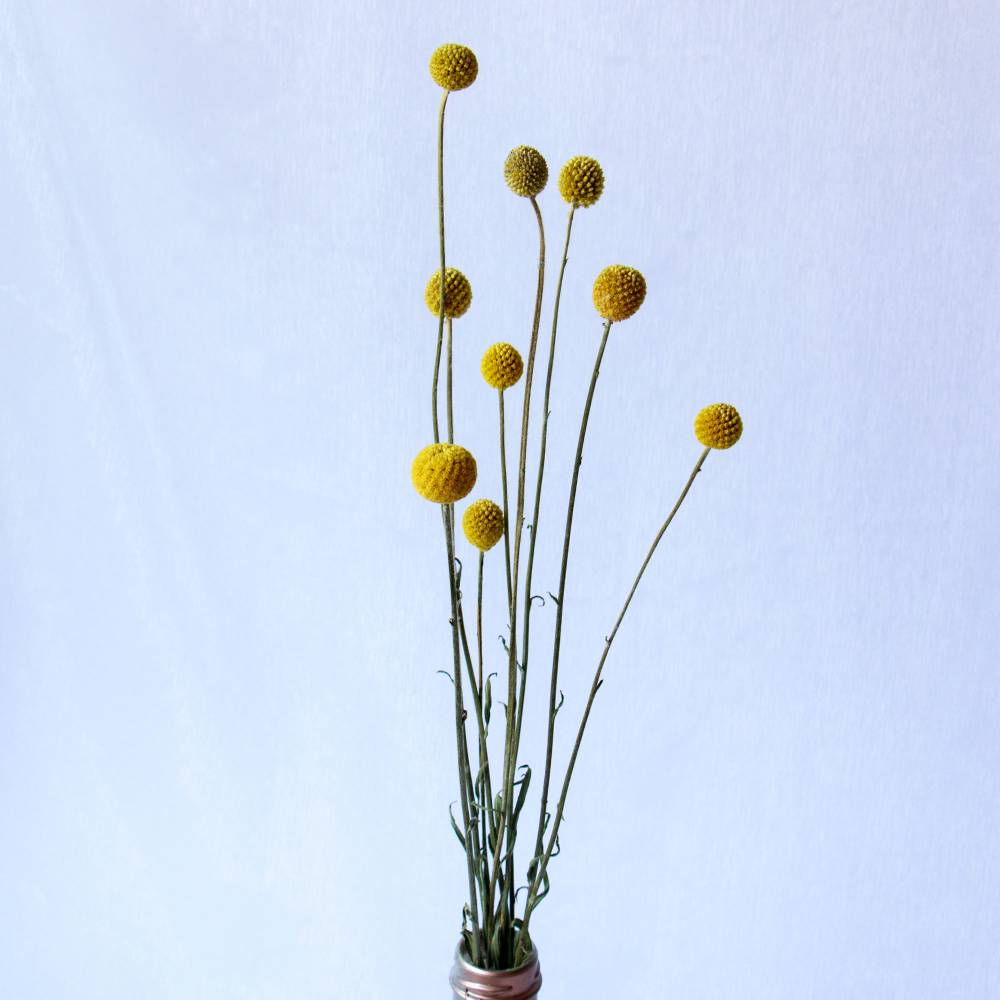 BIO Trockenblumen Craspedia/ Trommelstöckchen für DiY-Arrangements (DEMETER) Organic dried flowers Bild 1