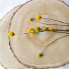 BIO Trockenblumen Craspedia/ Trommelstöckchen für DiY-Arrangements (DEMETER) Organic dried flowers Bild 2