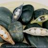 Perlen in der Schote - GONDOLA Ketten-ANHÄNGER gestrickt aus graphitfarbenem Kupferdraht mit Süßwasserperlen Bild 4