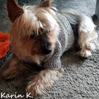 XS Mini- Hunde- Pullover Zopfmuster Grau Weiß Farbverlauf gestrickt Bild 10