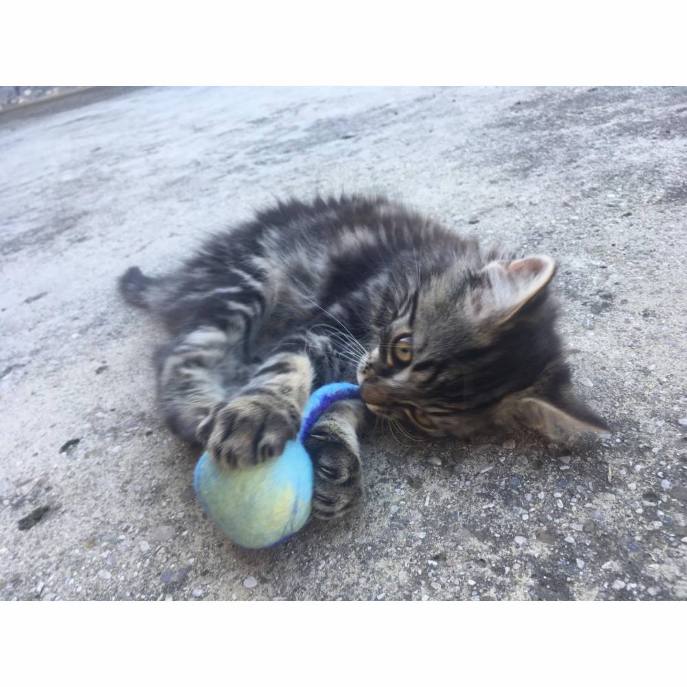Katzenspielzeug Spielball mit Glöckchen handgefilzt blau meliert Bild 1