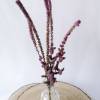 BIO Meerlavendel/ Russische Statice für DiY-Arrangements (DEMETER) Organic dried flowers Bild 2