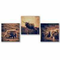 3er Set Galloway Rinder schottisches Hochlandrind, Foto auf Holz, im Quadrat, 10 x 10 cm, Lost Place, marode, Schottland Bild 1
