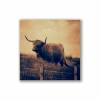 3er Set Galloway Rinder schottisches Hochlandrind, Foto auf Holz, im Quadrat, 10 x 10 cm, Lost Place, marode, Schottland Bild 2