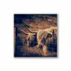 3er Set Galloway Rinder schottisches Hochlandrind, Foto auf Holz, im Quadrat, 10 x 10 cm, Lost Place, marode, Schottland Bild 4