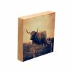 3er Set Galloway Rinder schottisches Hochlandrind, Foto auf Holz, im Quadrat, 10 x 10 cm, Lost Place, marode, Schottland Bild 6
