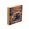 3er Set Galloway Rinder schottisches Hochlandrind, Foto auf Holz, im Quadrat, 10 x 10 cm, Lost Place, marode, Schottland Bild 7