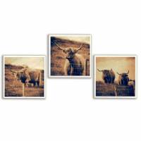 3er Set Galloway Rinder schottisches Hochlandrind, Foto auf Holz, im Quadrat, 13 x 13 cm, Lost Place, marode, Schottland Bild 1