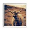 3er Set Galloway Rinder schottisches Hochlandrind, Foto auf Holz, im Quadrat, 13 x 13 cm, Lost Place, marode, Schottland Bild 5