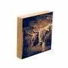 schottisches Hochlandrind, Galloway, Foto auf Holz, im Quadrat, 10 x 10 cm, Lost Place, marode, Schottland Bild 2