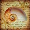 Fliesenaufkleber - Fliesenfolie - Seashells - 13032 Bild 3