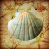 Fliesenaufkleber - Fliesenfolie - Seashells - 13032 Bild 5