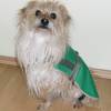 Hundemantel, Regenmantel Hunde, Hundebekleidung, Hundegeschirr, Regenschutz Hunde, Regencape, grün, blau, schwarz Bild 3