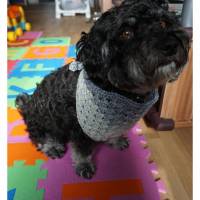 Hundehalstuch Farbverlaufswolle Grau bis 48cm individuell verschließbar  amigoll9  Deko  Handmade Bild 1