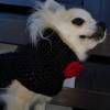 gehäkelter Hundepulli nach Mass, Tierkleidung, Hundepullover, Winterpulli Bild 5