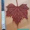 Herbstblätter: Ahornblatt, groß Bild 2