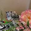 Geldgeschenk 40. Geburtstag Katzen und Blumen Geschenkbox Bild 4