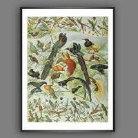Bunte Vögel Illustration Bild aus dem Lehrbuch - Vintage Shabby Boho - Poster Kunst Druck - Wanddekoration Landhaus Bild 1