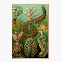 Chaetopoda Bild Illustration E. Haeckel - Poster Kunstdruck - Vintage Art - Shabby - Kunst - Druck - Wanddeko Bild 1