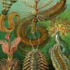 Chaetopoda Bild Illustration E. Haeckel - Poster Kunstdruck - Vintage Art - Shabby - Kunst - Druck - Wanddeko Bild 2