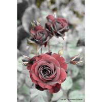 Druckbares Foto - Kunst - Digital -  Download - Printable Photo - Rose am Gartenteich- Stillleben Bild 1