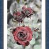 Druckbares Foto - Kunst - Digital -  Download - Printable Photo - Rose am Gartenteich- Stillleben Bild 3