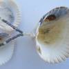 Lange Halskette mit Muscheln und Mini Perlen in beige, maritime Geschenkidee für Meerverliebte Bild 10