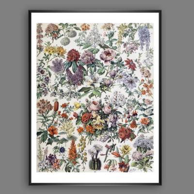 Blumen II. Illustration Bild aus dem Lehrbuch - Vintage Shabby Chic Boho - Poster Kunst Druck - Wanddekoration Landhaus