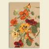 Brunnenkresse Blumenbild 1885 Illustration - Poster Kunstdruck - Vintage Art - Shabby - Kunst - Druck - Wanddeko Bild 2
