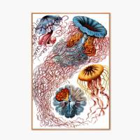 Discomedusae Bild Illustration E. Haeckel - Poster Kunstdruck - Vintage Art - Shabby - Kunst - Druck - Wanddeko Bild 1