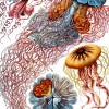 Discomedusae Bild Illustration E. Haeckel - Poster Kunstdruck - Vintage Art - Shabby - Kunst - Druck - Wanddeko Bild 2