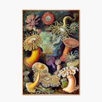 Actiniae Bild Illustration E. Haeckel - Poster - Vintage Art - Shabby - Kunst - Druck - Wanddeko Bild 1
